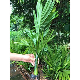Mua CÂY CAU LÙN TỨ QUÝ