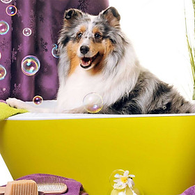 Khóa Học Thu Nhập Trên 20 Triệu Đồng 1 Tháng Với Nghề Grooming - Chăm Sóc Thú Cưng