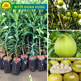 Cây giống bưởi Diễn, cây cao 60 cm cây giống khỏe, năng suất cao, dễ trồng dễ chăm sóc