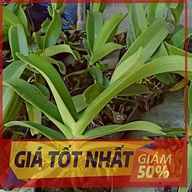 Phong lan đai châu cỡ trung cam kết chất lượng UY TÍN CHẤT LƯỢNG