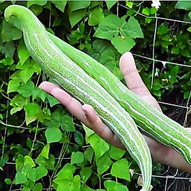 Mua HẠT GIỐNG LẶC LÀY (MƯỚP NGỌT)