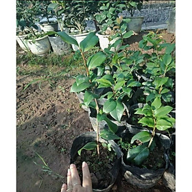 Cây Giống Hoa Trà My Nguyên Bầu Đất