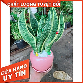 Chậu cây lưỡi hổ có trang trí Nhiều Người Mua