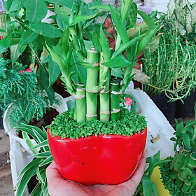 Mua Chậu Trúc Phát Tài ( Trúc Phát Lộc)