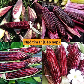 Mua Hạt giống ngô tím ( bắp nữ hoàng ) gói 20 hạt siêu dễ trồng kháng bệnh tốt năng suất cao