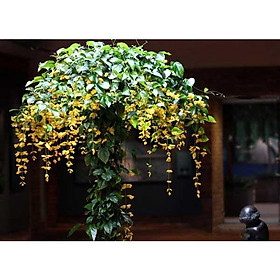 Lan Leo Hoàng Dương, chậu cây to, đẹp, siêu rẻ