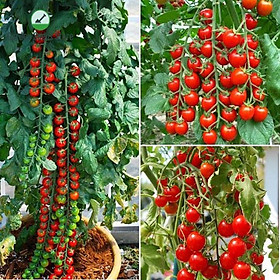 Hạt giống cà chua Cherry đỏ lai F1 Rado 640 - 0.1gr - Trái hình trứng, thịt dày, cứng, sinh trưởng vô hạn