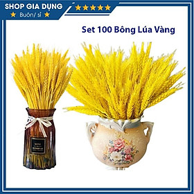 Mua Set 100 Bông Lúa Mạch Vàng Decor Trang Trí Nhà Cửa Siêu Đẹp