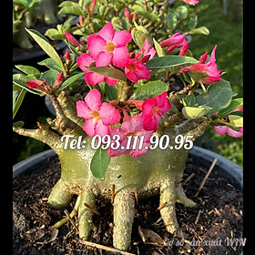 Mua Bịch 10 hạt giống hoa sứ kim tự tháp Thái Lan kỳ duyên hồng – Mã số 1323