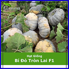 Mua Hạt Giống Bí Đỏ Tròn Lai F1 Đặc Ruột Dẻo Ngon