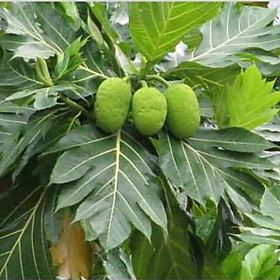 Mua Cây giống sake