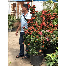 Cây trang Thái hoa đỏ dáng tháp chỉ giao tại TP.HCM