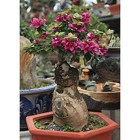 Phôi quái gốc Hoa giấy Mỹ bonsai