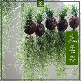 Mua Cây Không Khí ( Tillandsia Usneoides )