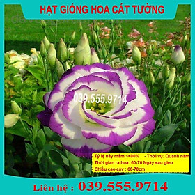 Hạt Giống Hoa Cát Tường - Hoa Trang Trí Sân Vườn