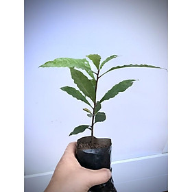 Mua Cây lộc vừng giống cao 20cm