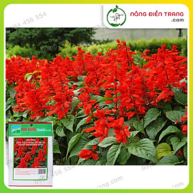 Mua Hạt Giống Hoa Xác Pháo Đỏ Phú Nông - Gói 300mg - Sinh Trưởng Mạnh  Chịu Hạn Và Mưa Tốt  Trồng Được Quanh Năm  Sắc Hoa Rực Rỡ VTNN Nông Điền Trang