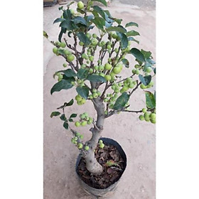 Mua Cây táo xanh bonsai sẵn quả như hình
