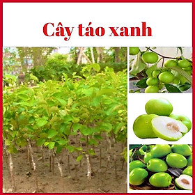 Mua Cây táo xanh quả to ngọt 6 tháng ra quả