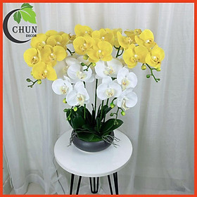 Chậu Lan Giả, Chậu Lan Hồ Điệp Cao 60cm Tán Tròn 360 Độ Trang Trí Nhà Cửa, Cửa Hàng, Văn Phòng, Lớp Học