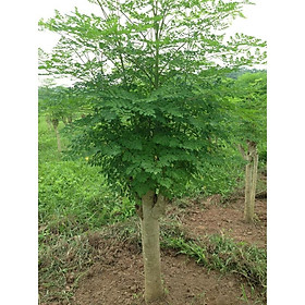 Mua CÂY GIỐNG CÂY RAU CHÙM NGÂY VUA CỦA CÁC LOÀI RAU  SIÊU KINH TẾ- CAM KÊT GIỐNG CHUẨN F1