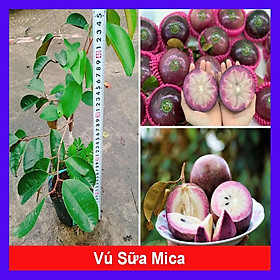 Cây Vú Sữa Mica - Không có mủ ở phần vỏ, rất ngon chịu mặn sinh trưởng tốt, Giống chuẩn 100% + tặng phân bón