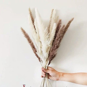 Mua Cỏ Lau Khô - Màu nâu Bó 5 cành
