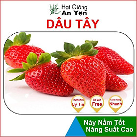 Hạt giống Dâu Tây Ngọt thu hoạch sớm, dễ trồng, nảy mầm cao, sinh trưởng khoẻ