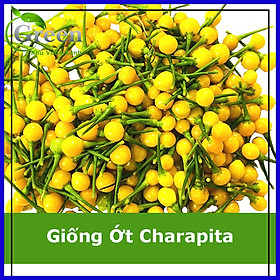 Mua Hạt Giống Ớt Charapita (Ớt Peru) (5H)