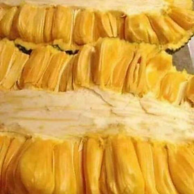 Mua Mít   trái  dài