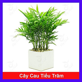 Hình ảnh Cây Cau Tiểu Trâm - cây cảnh để bàn