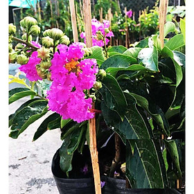 COMBO 5 CÂY GIỐNG BẰNG LĂNG TÍM, CAM KẾT CHUẨN GIỐNG F1