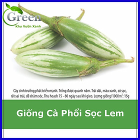 Hạt Giống Cà Phổi Sọc Lem Rất Sai Trái