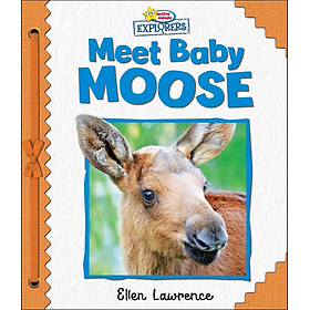 Sách ngoại văn: Active Minds Explorers - Meet Baby Moose - Phoenix International Publications Ltd