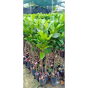 Mua Cây MÍT ta (MÍT DAI ta)  CÂY GHÉP  quả cực ngon và ngọt thơm