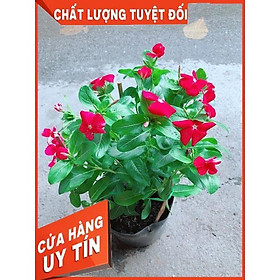 Mua Hoa Dừa Cạn Màu Đỏ (có sẵn hoa)