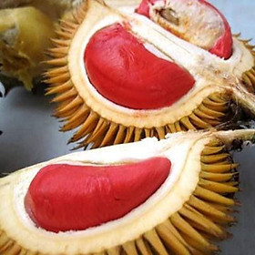 Mua CÂY GIỐNG SẦU RIÊNG RUỘT ĐỎ