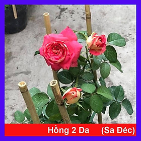 Mua Hồng 2 Da Sa Đéc - cây cảnh để bàn + tặng phân bón cho cây