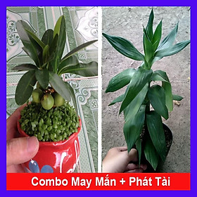 Combo 2 cây phong thủy tặng phân bón cho cây