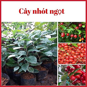 Mua Cây nhót ngọt siêu trái quả đỏ rực rỡ chỉ 6 tháng ra quả (ảnh thật 2 hình cuối)