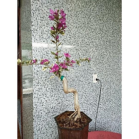 Mua Cây hoa giấy lá cẩm thạch ( 1 cây như hình )