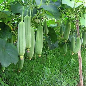 Mua Hạt giống Mướp hương F1 - Nảy mầm cao Titapha