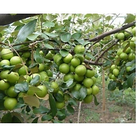 Giảm giá Táo lai lê quả to ,ăn ngọt - Mua Thông Minh