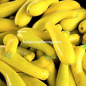 Mua 10H - HẠT GIỐNG BÍ NGÒI BẦU VÀNG