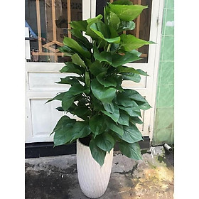 CHẬU CÂY VẠN NIÊN THANH LEO, CÂY PHONG THỦY MANG TÀI LỘC CHO GIA CHỦ