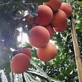 Mua Giống Cây Bưởi Đỏ Phúc Kiến