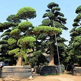 COMBO 10 CÂY TÙNG LA HÁN HÀNG GIỐNG SIÊU ĐẸP, SIÊU KHỎE