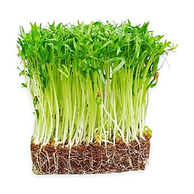 Rau mầm rau muống Bio-ngon 150g