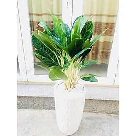 Cây oai hùng chậu văn phòng vườn xanh 24h