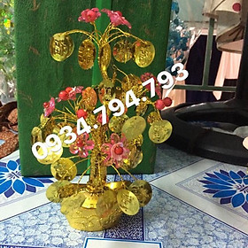 Mai đào chữ Phước 25-30cm cành vàng lá ngọc
